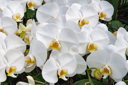Orchidée phalaenopsis en blanc