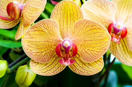 Orchidée phalaenopsis en jaune