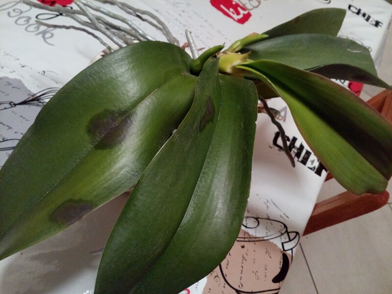 Orchidée phalaenopsis tâches brunes