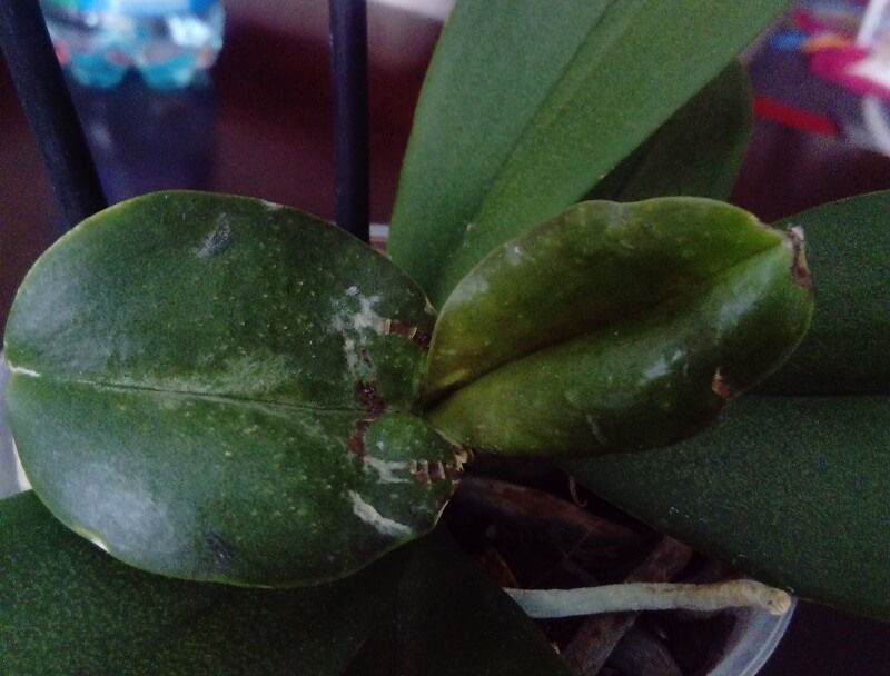 Orchidée phalaenopsis sèches