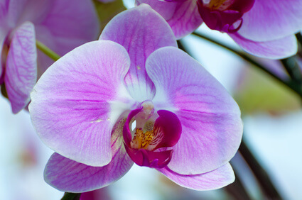 Orchidée phalaenopsis en rose