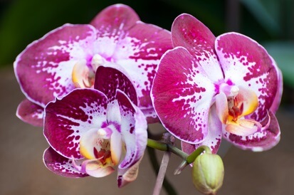 température orchidée