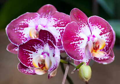 Orchidée phalaenopsis en violet
