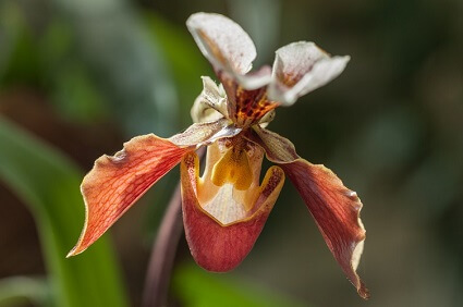 engrais orchidée