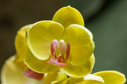aération orchidée