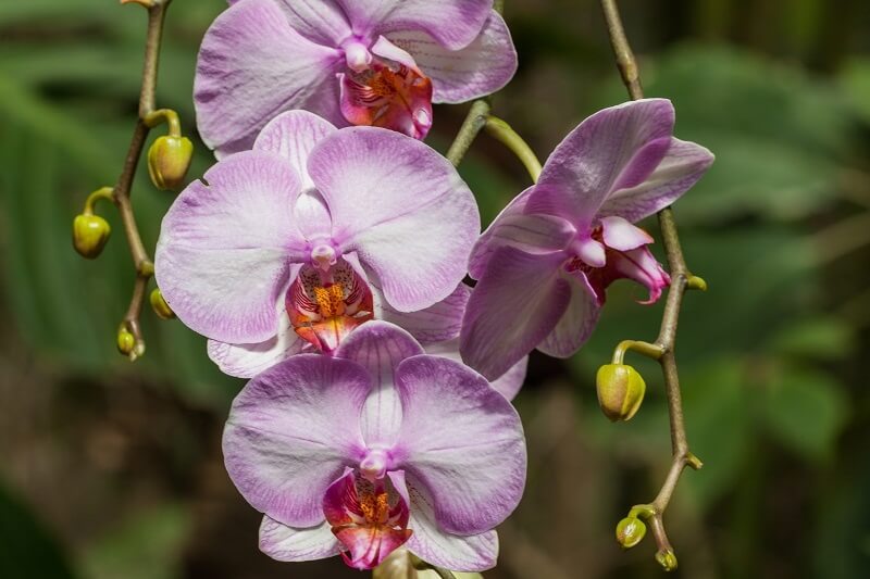 Jolie orchidée