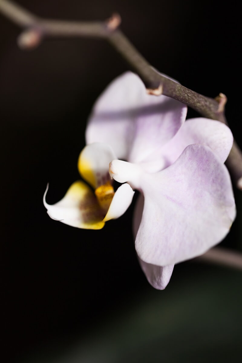 Orchidée cymbidium
