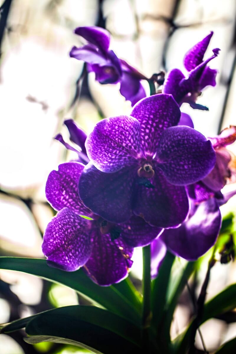 Orchidée vanda violette