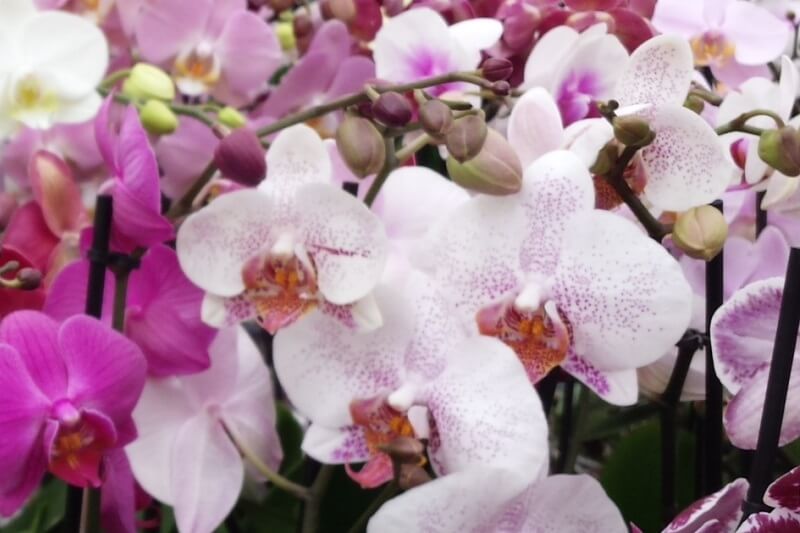 Orchidées colorées