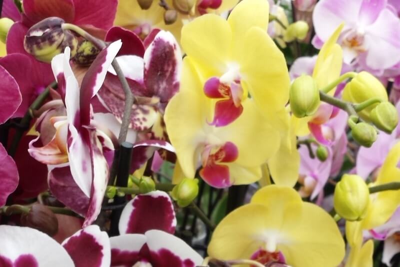 Orchidées couleurs