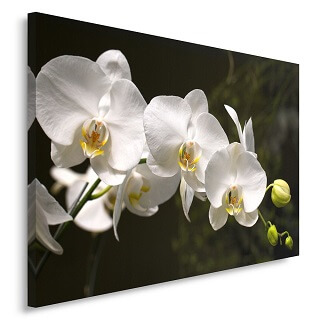 tableau orchidée